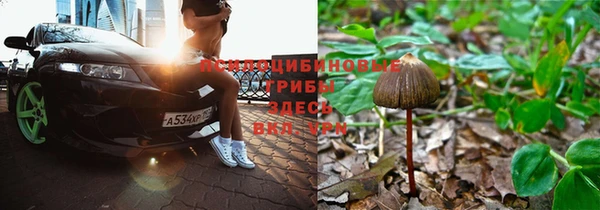 ПСИЛОЦИБИНОВЫЕ ГРИБЫ Каменногорск